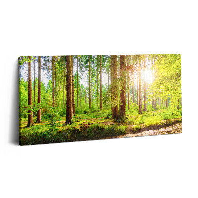 Obraz na plátně 100x50 cm Les na slunci
