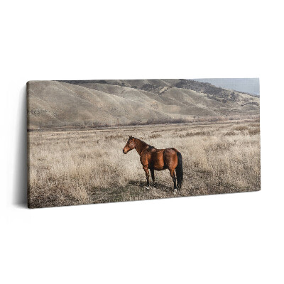 Obraz na plátně 100x50 cm Hřebec mezi trávou