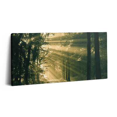 Obraz canvas 100x50 cm Sluneční svit v lese