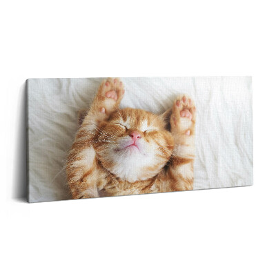 Obraz z fotografie na plátně 100x50 cm Spící kotě
