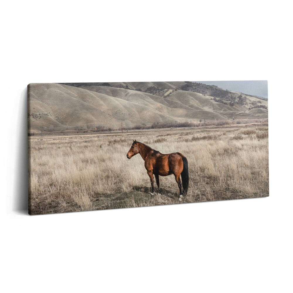 Obraz na plátně 120x60 cm Hřebec mezi trávou