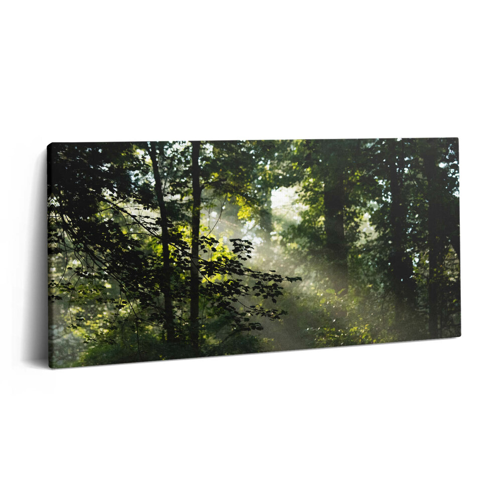 Obraz na plátně 140x70 Sluneční paprsky a stromy