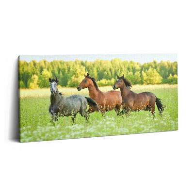 Obraz z fotografie na plátně 140x70 cm Hřebci na louce