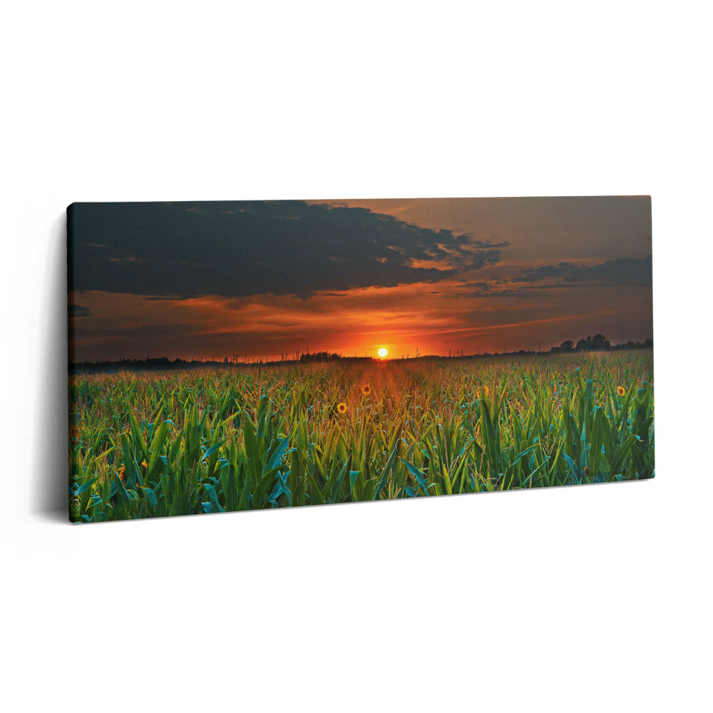 Obraz z fotografie na plátně 140x70 cm Slunečnice na louce