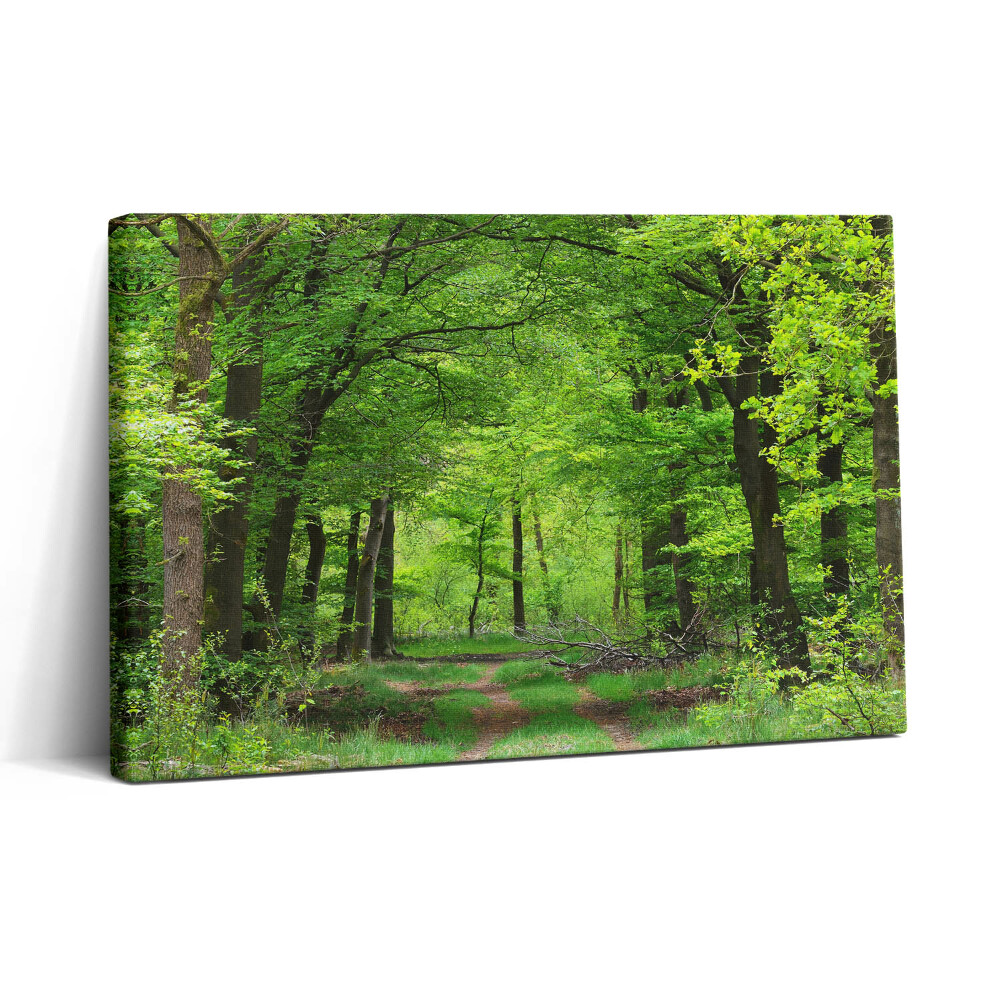 Obraz na plátně 30x20 Lesní cesta pod stromy