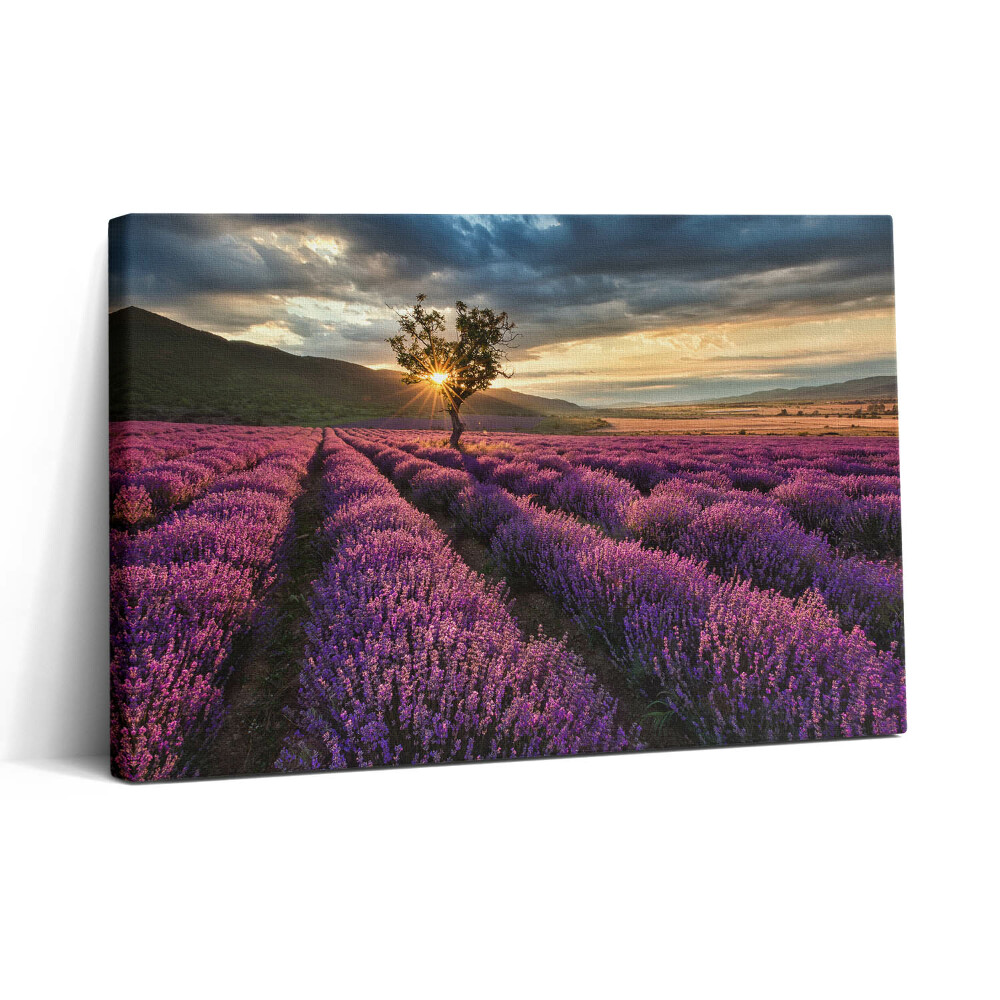 Obraz na plátně 30x20 Krajina levandulového pole