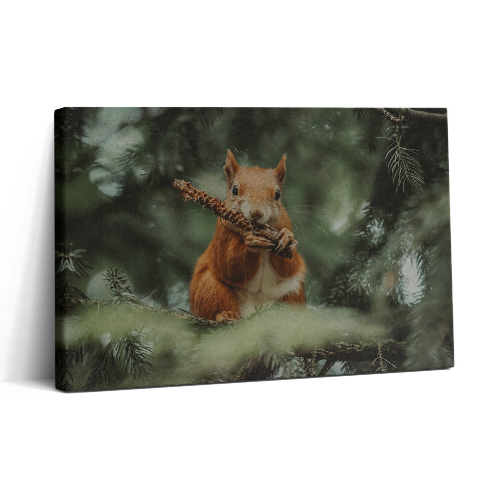 Obraz canvas 30x20 Volně žijící veverka
