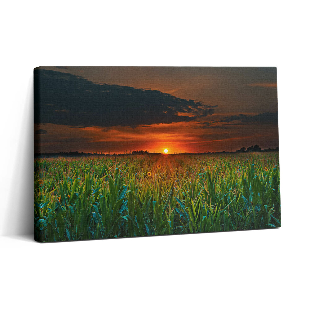 Obraz canvas 30x20 Slunečnice na louce