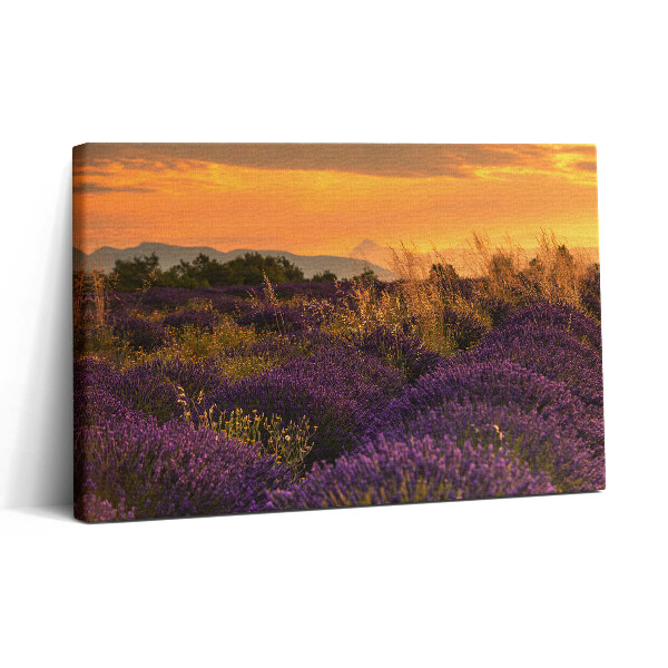 Obraz z fotografie na plátně 30x20 Levandulová louka Provence Francie