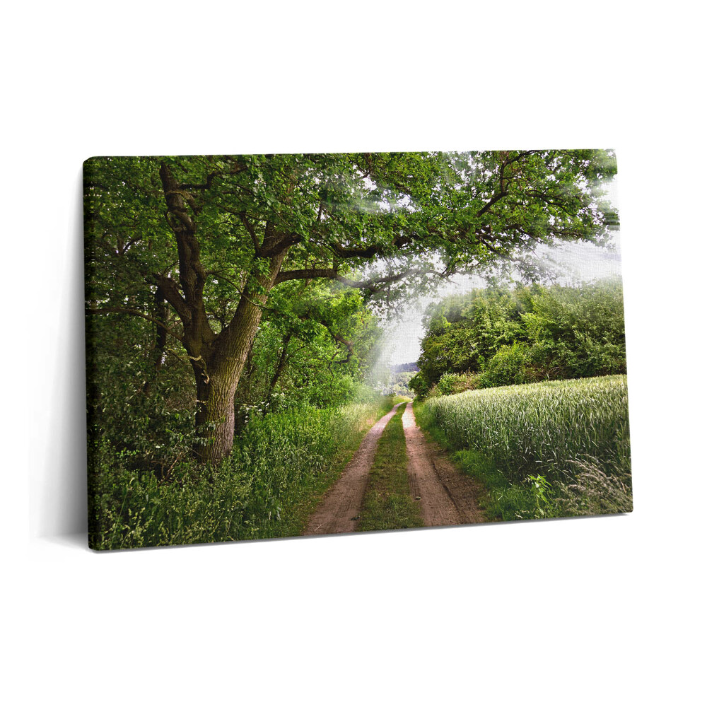 Obraz z fotografie na plátně 60x40 cm Stezka stromů a sluneční svit