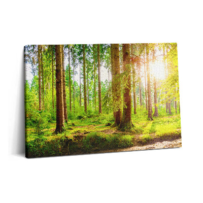 Obraz z fotografie na plátně 60x40 cm Les na slunci