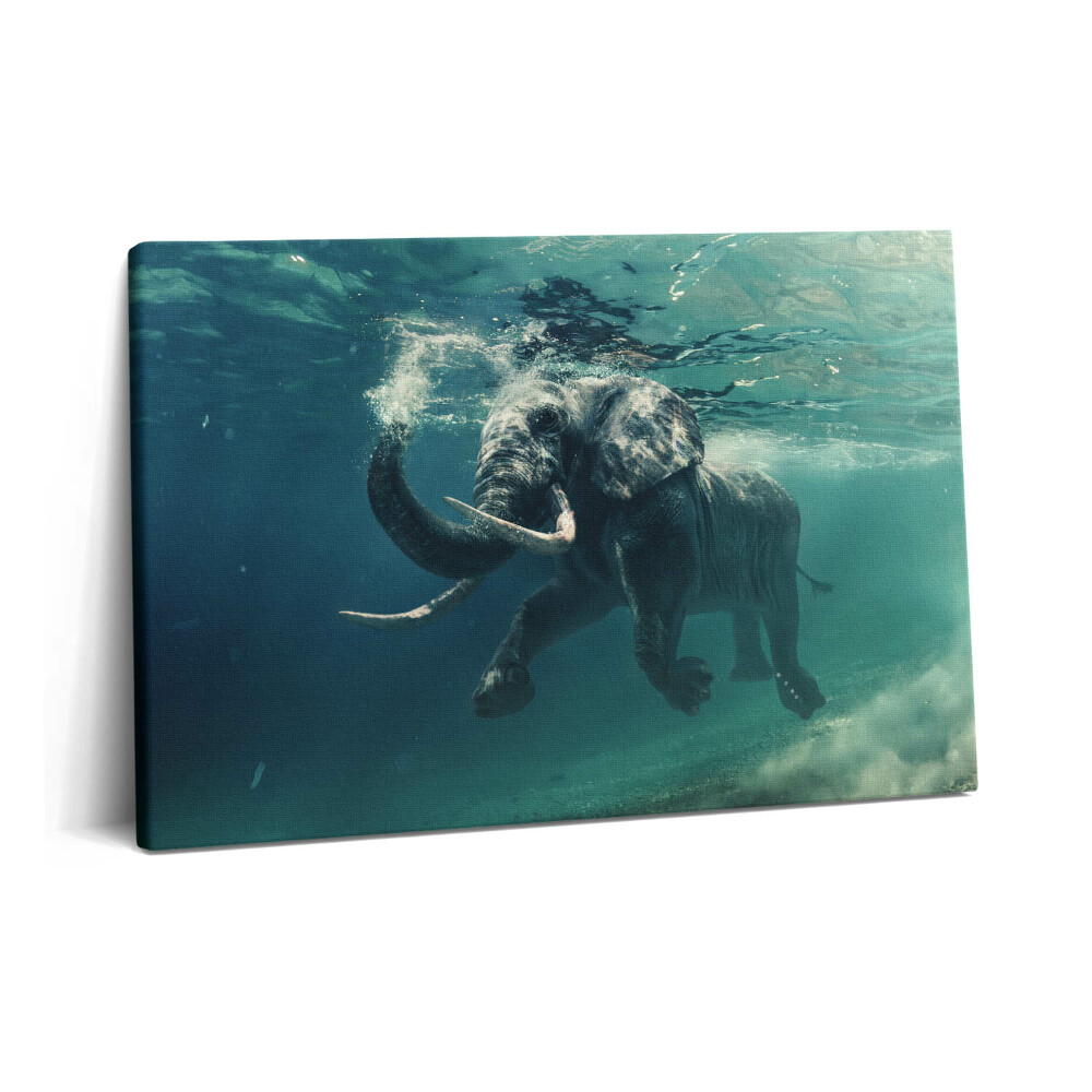 Obraz z fotografie na plátně 60x40 cm Slon africký ve vodě