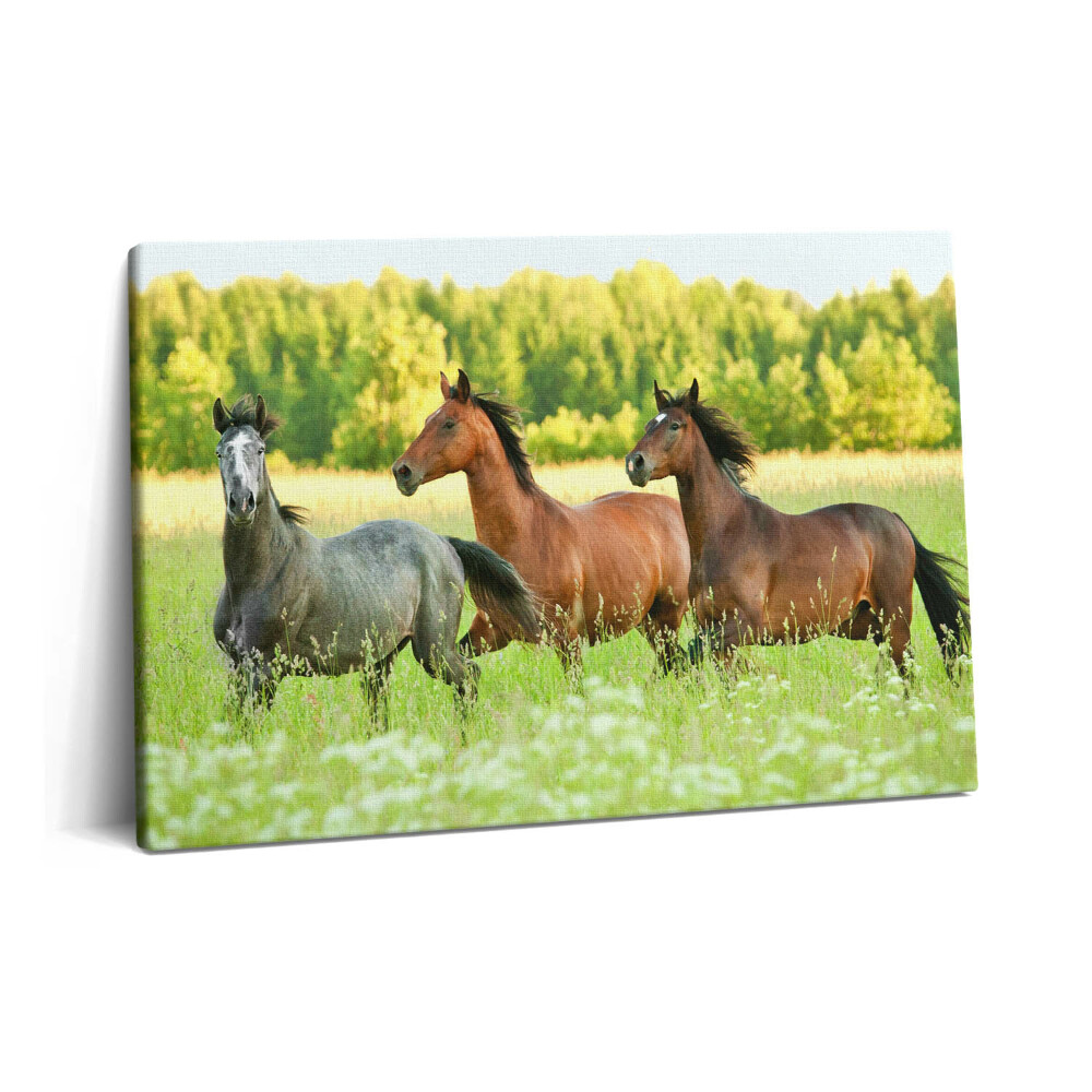 Obraz canvas 60x40 cm Hřebci na louce