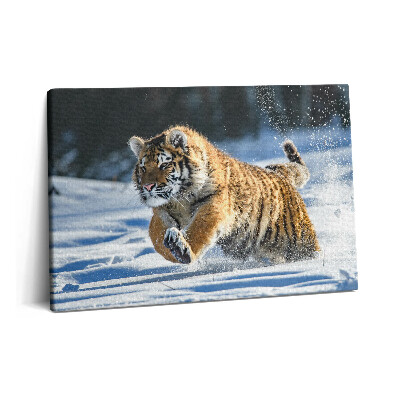 Obraz na plátně 60x40 cm Chlupatý tygr na sněhu