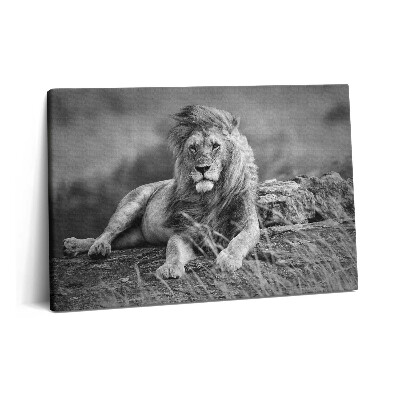 Obraz canvas 60x40 cm Majestátní zvíře lev
