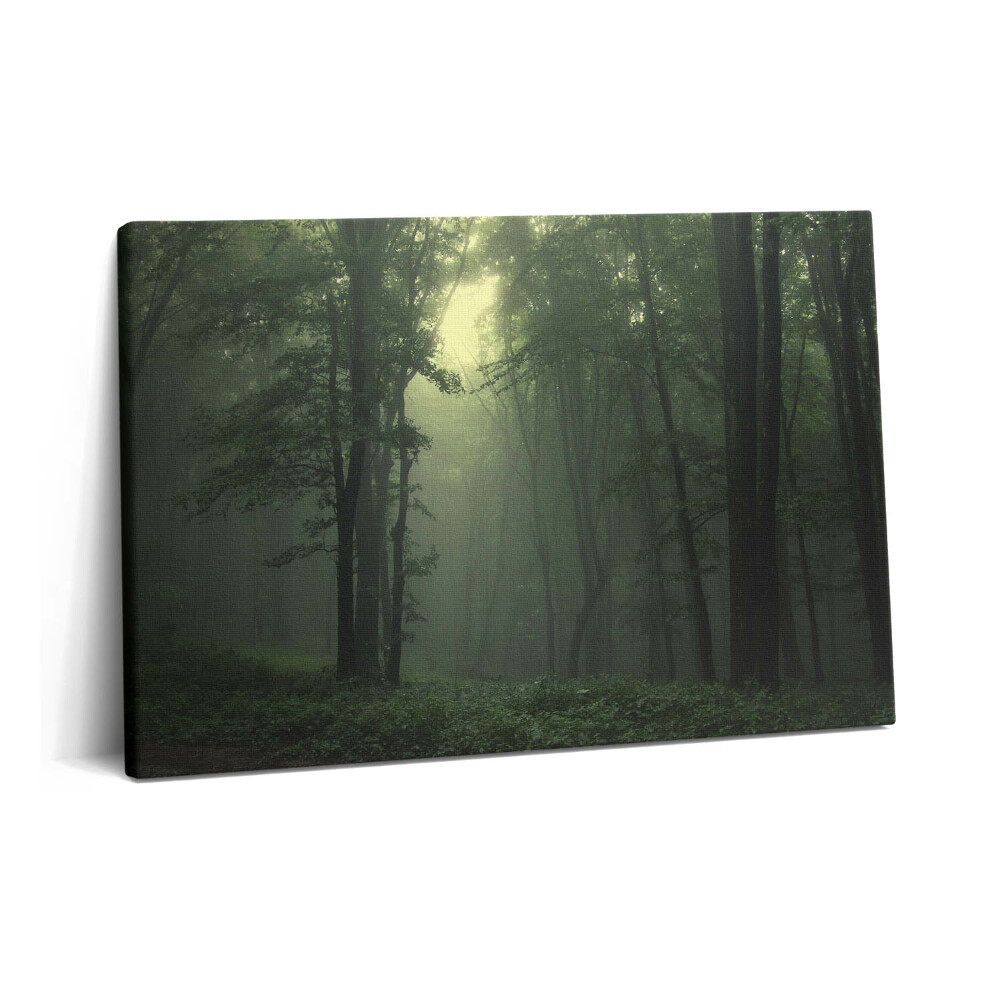 Obraz canvas 60x40 cm Mlžný les po ránu