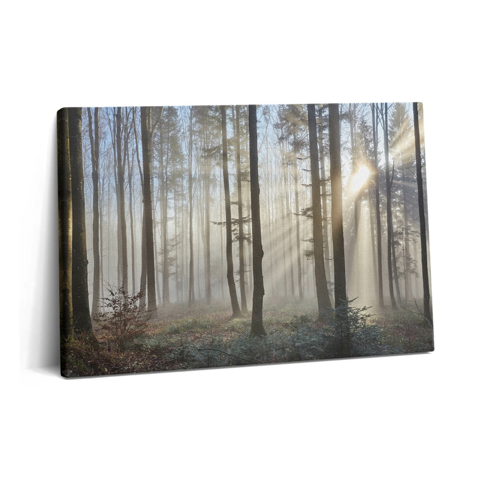 Obraz canvas 60x40 cm Les v mlze