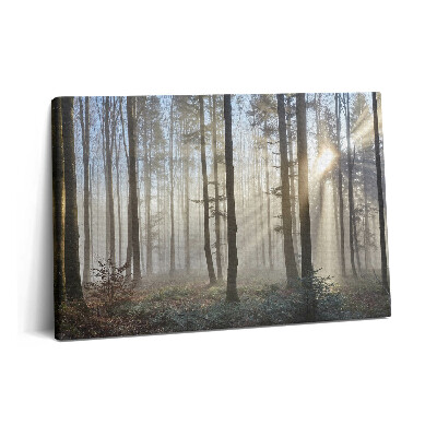 Obraz canvas 60x40 cm Les v mlze