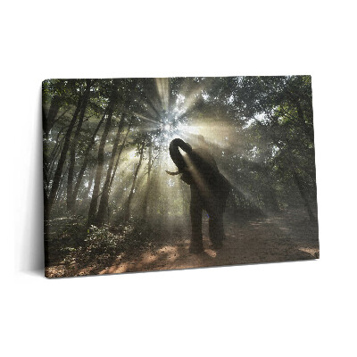 Obraz canvas 60x40 cm Slon v džungli