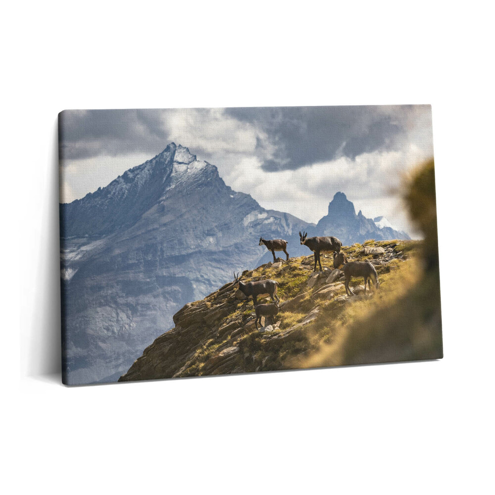 Obraz z fotografie na plátně 60x40 cm Kozy a údolí Aosta v Itálii