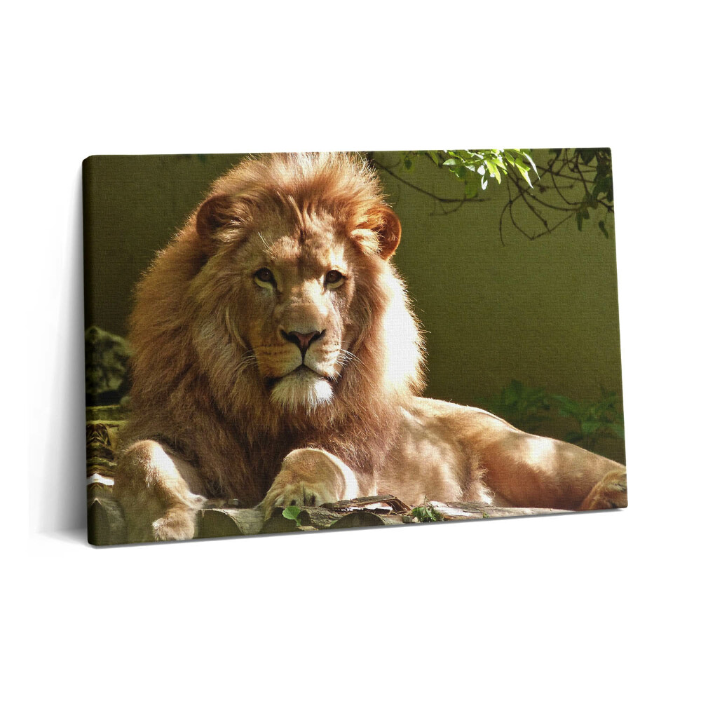 Obraz z fotografie na plátně 60x40 cm Portrét divokého lva