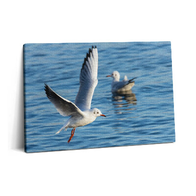 Obraz na plátně 60x40 cm Racci v Gdyni