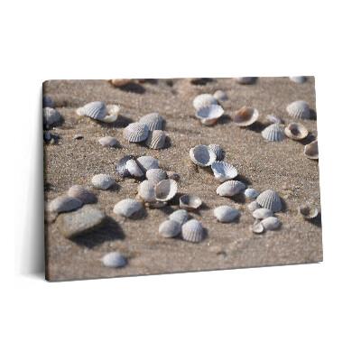 Obraz canvas 60x40 cm Mušle na pláži