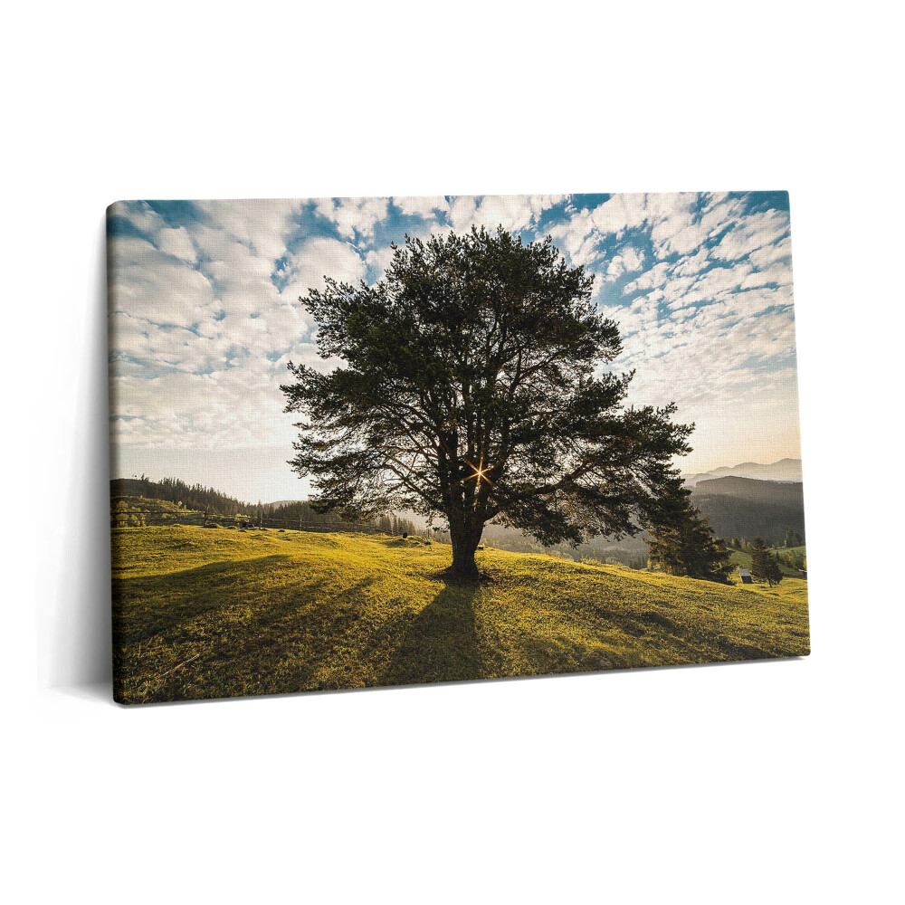 Obraz z fotografie na plátně 60x40 cm Listnatý strom na kopci