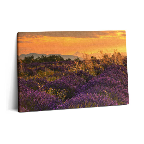 Obraz na plátně 60x40 cm Levandulová louka Provence Francie