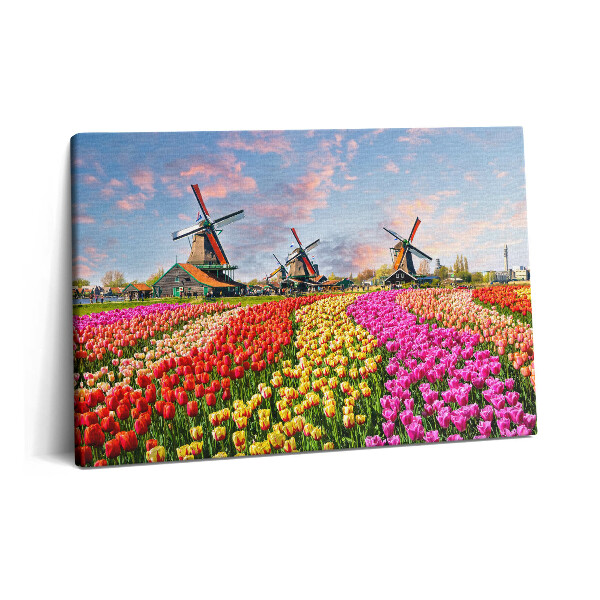 Obraz na plátně 60x40 cm Krajina s tulipány Nizozemsko