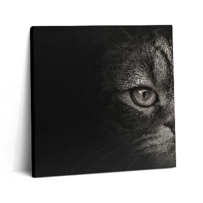 Obraz z fotografie na plátně 60x60 cm Skotská kočka