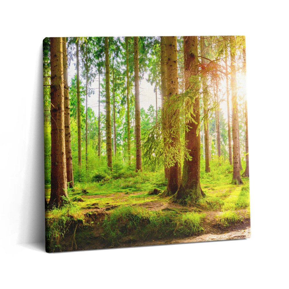 Obraz z fotografie na plátně 60x60 cm Les na slunci