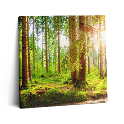 Obraz z fotografie na plátně 60x60 cm Les na slunci