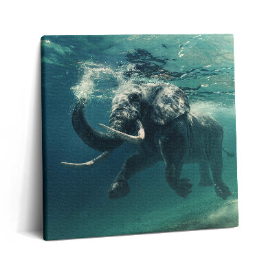 Obraz canvas 60x60 cm Slon africký ve vodě