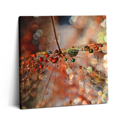 Obraz na plátně 60x60 cm Pampeliška a rosa