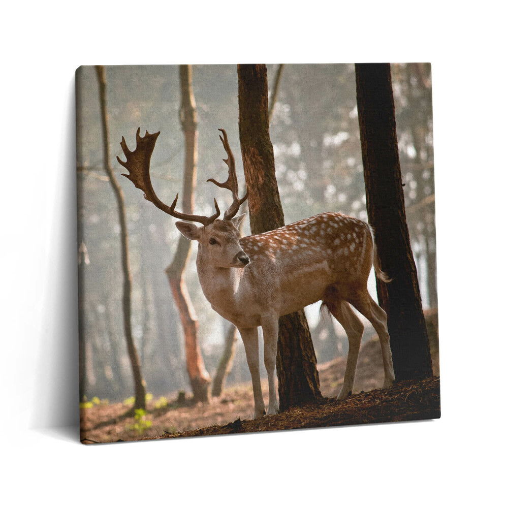 Obraz na plátně 60x60 cm Jelen v záři vycházejícího slunce