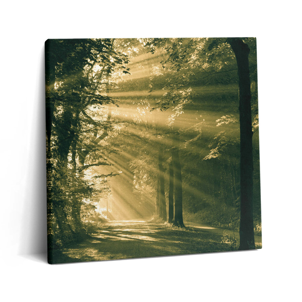 Obraz canvas 60x60 cm Sluneční paprsky v lese