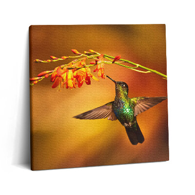 Obraz canvas 60x60 cm Kolibřík