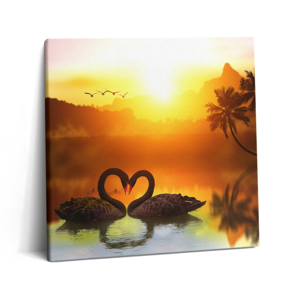 Obraz z fotografie na plátně 60x60 cm Krásná černá labuť na jezeře