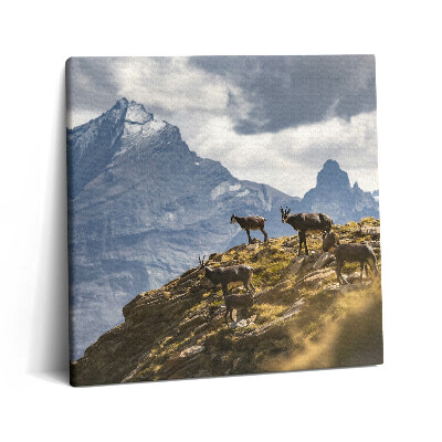 Obraz canvas 60x60 cm Kozy a údolí Aosta v Itálii