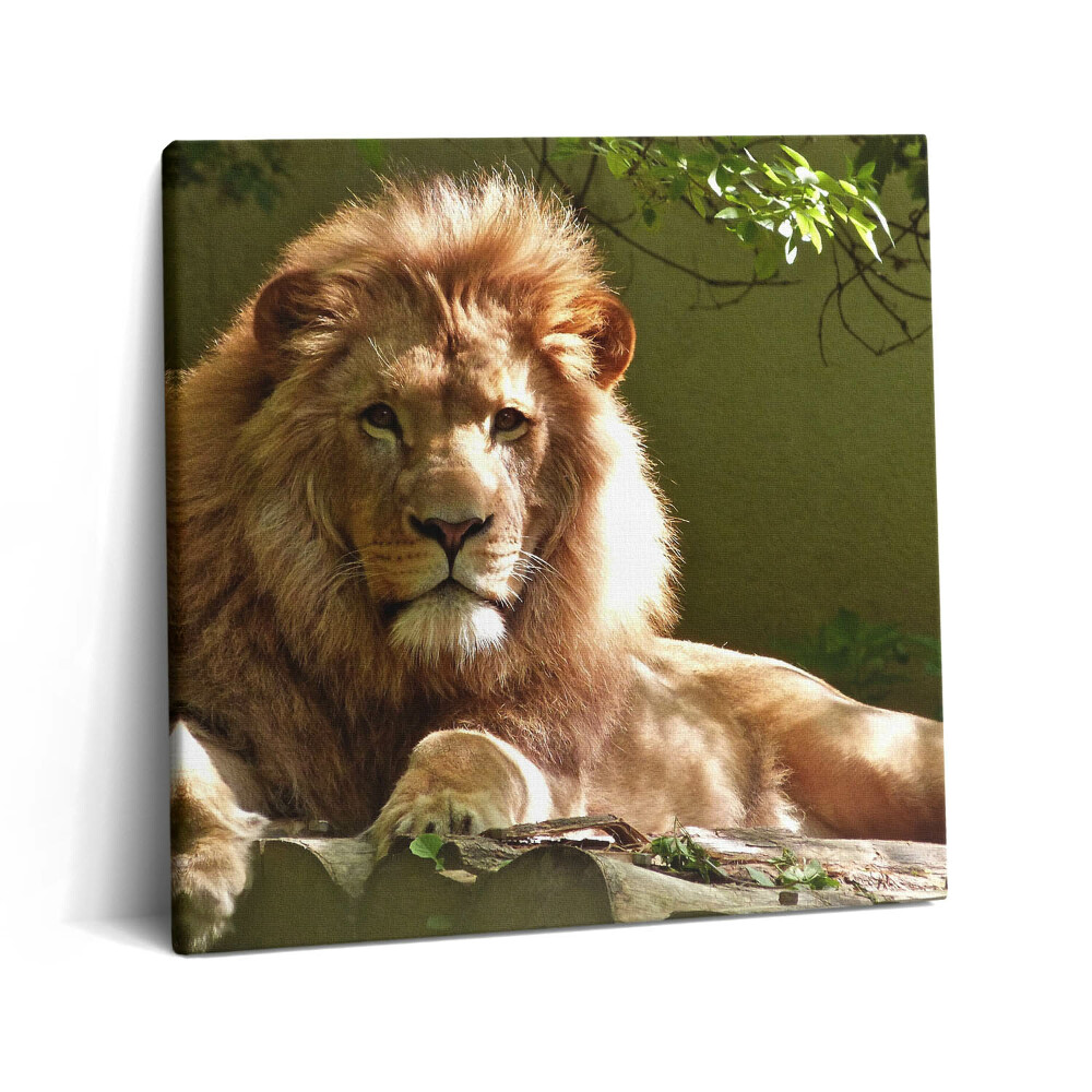 Obraz z fotografie na plátně 60x60 cm Portrét divokého lva