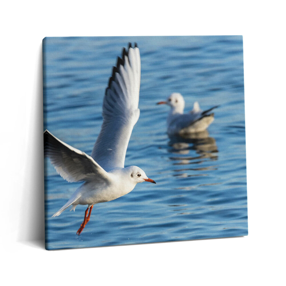 Obraz canvas 60x60 cm Racci v Gdyni