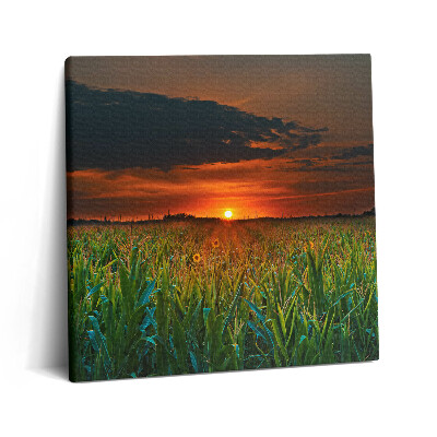 Obraz z fotografie na plátně 60x60 cm Slunečnice na louce