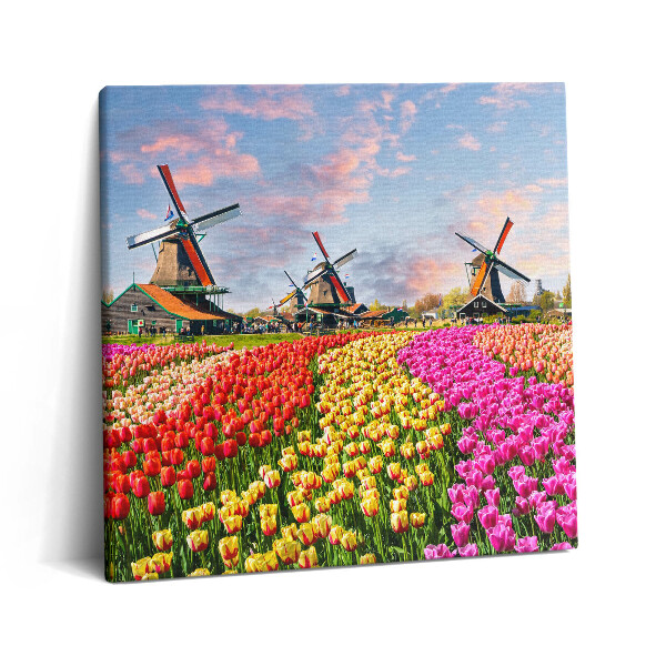 Obraz z fotografie na plátně 60x60 cm Krajina s tulipány Nizozemsko