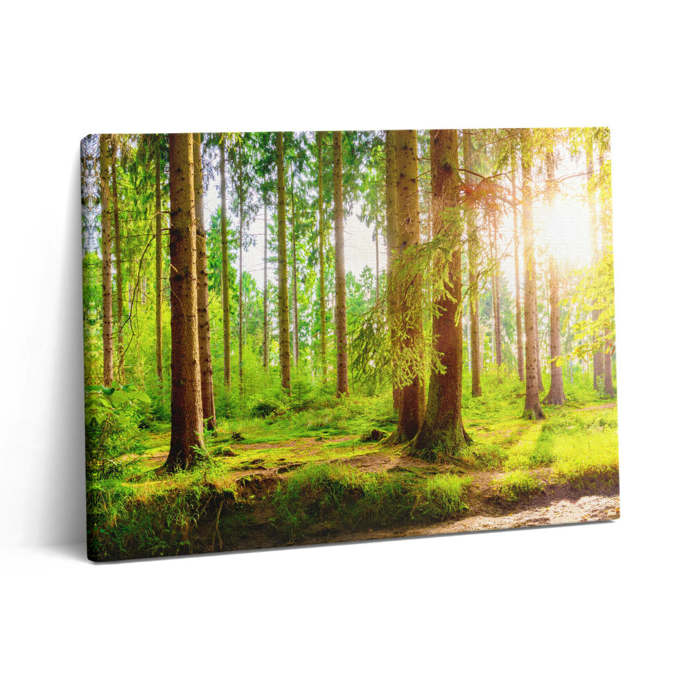 Obraz z fotografie na plátně 80x60 cm Les na slunci