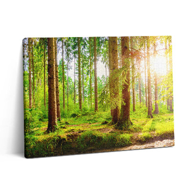 Obraz z fotografie na plátně 80x60 cm Les na slunci