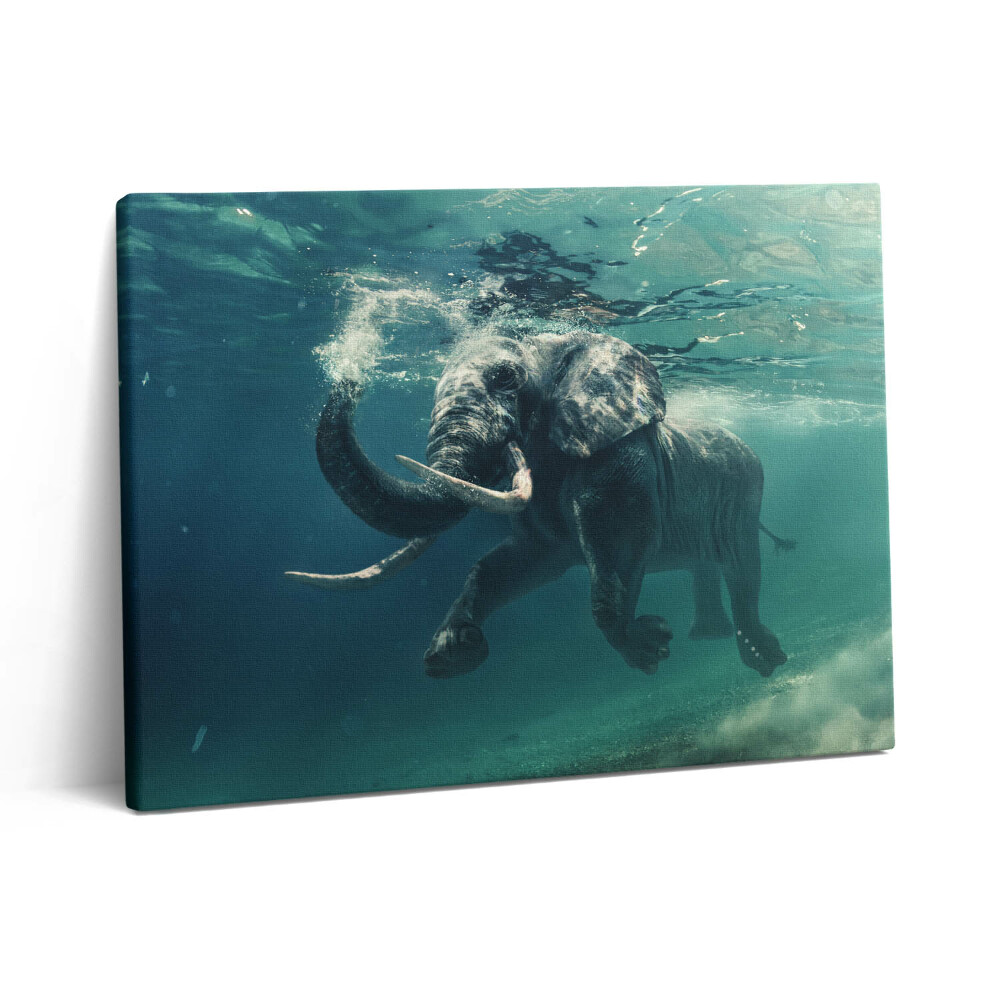 Obraz z fotografie na plátně 80x60 cm Slon africký ve vodě