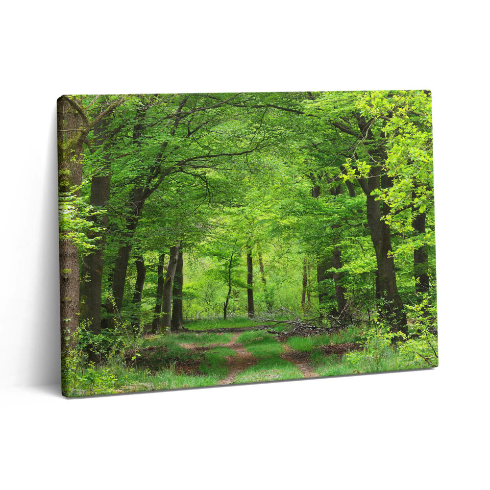 Obraz na plátně 80x60 cm Lesní cesta pod stromy