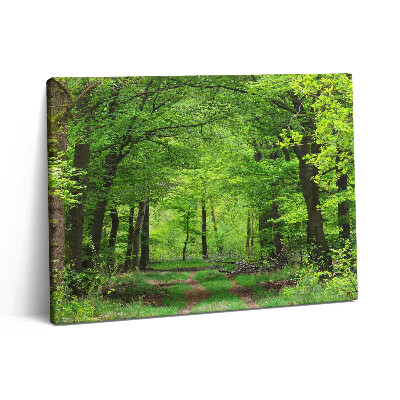 Obraz na plátně 80x60 cm Lesní cesta pod stromy