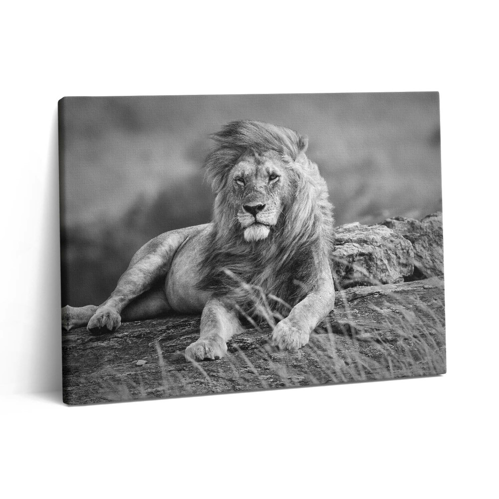 Obraz na plátně 80x60 cm Majestátní zvíře lev